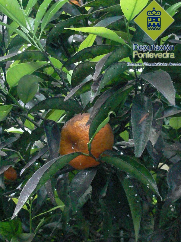 Mandarino mosca blanca.jpg